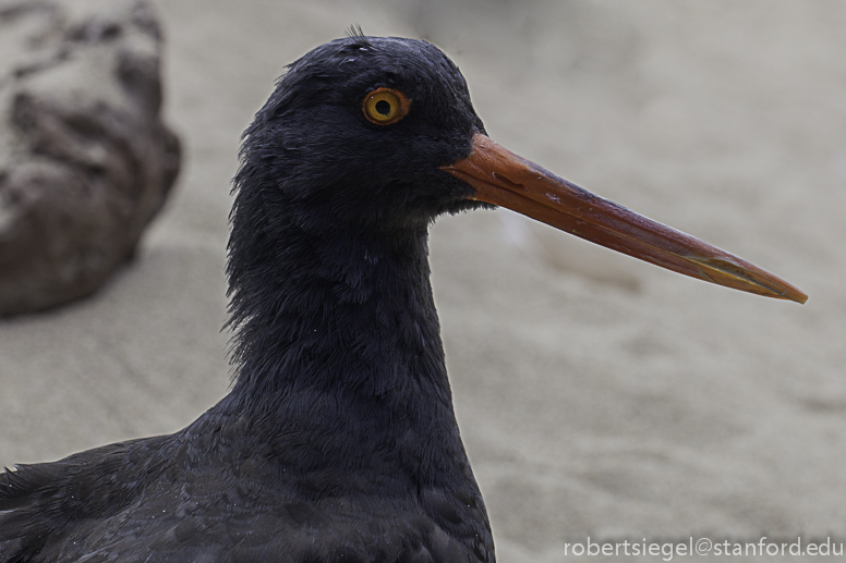 oyster catcher